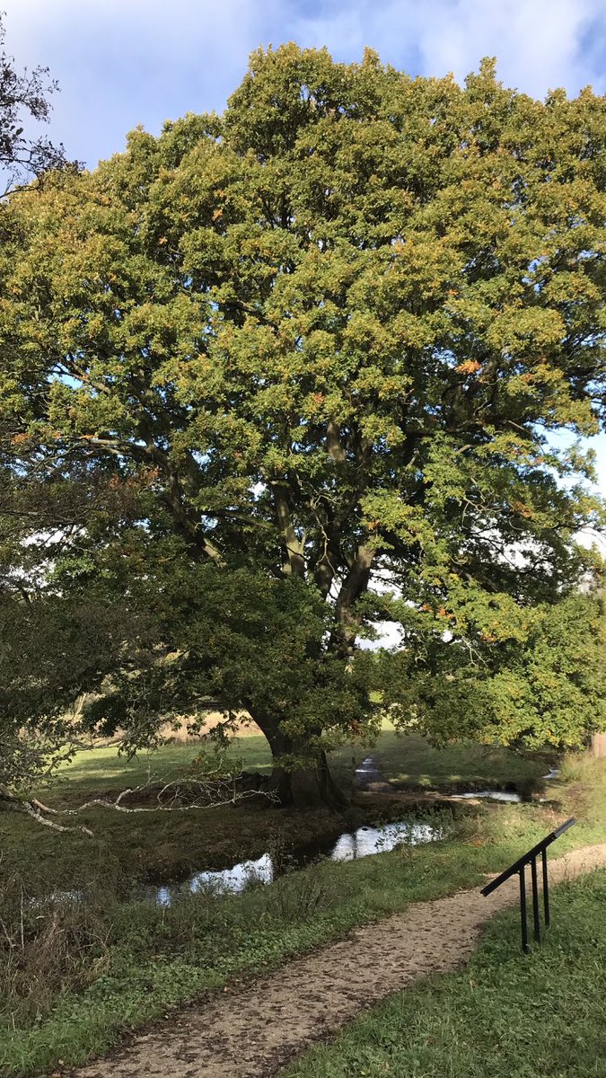 Morning 🍂… Happy Tuesday… Have a good one…. HAPPY DAYS!!! #GardeningX #ThickTrunkTuesday #WoodlandTrust #Trees #WoodlandWalks #Nature #GreatOutdoors