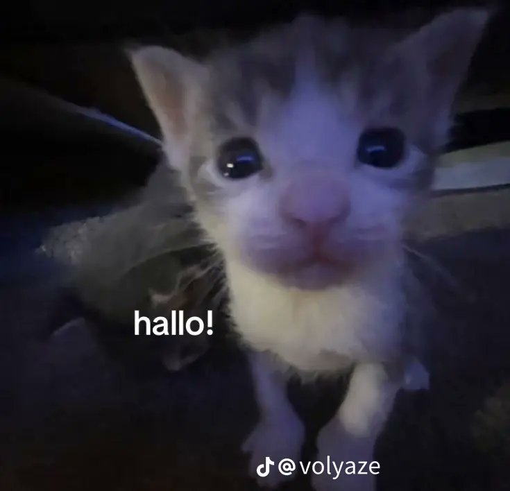 princess em tweet media