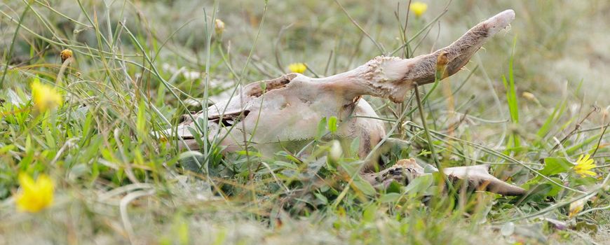 Circle of Life-coalitie werkt aan meer ruimte voor dode dieren dlvr.it/SyTyB8