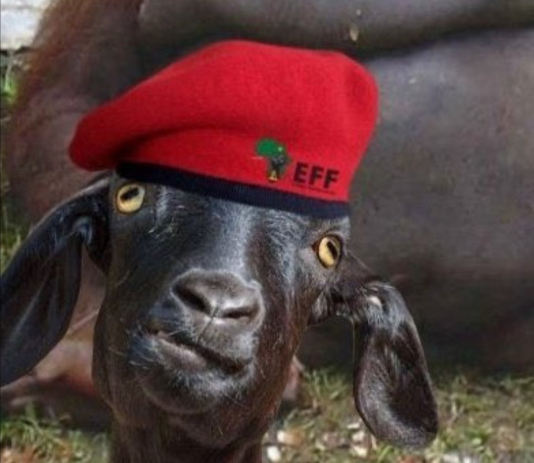 Max_Khalanga's tweet photo. @Edward55486160 @SelloSamuel14 @MtwanaXabiso I'm already doing that. Don't you worry as a cult minion &amp; teletubbie. #VoetsekEFF https://t.co/ClPci6Jyda