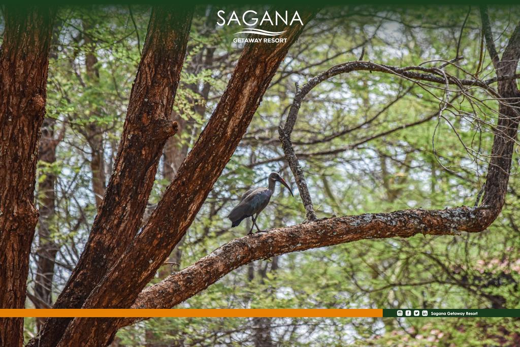 Sagana truly speaks the value of nature, it's tranquility and pristine vegetation is undoubtedly something that you would love and appreciate. 

#naturetuesday #kwasamaki #naturemeetsvalue 

Call 0725 496 613 or 0710 884 535 for inquiries. 
reservations@saganagetaway.co.ke