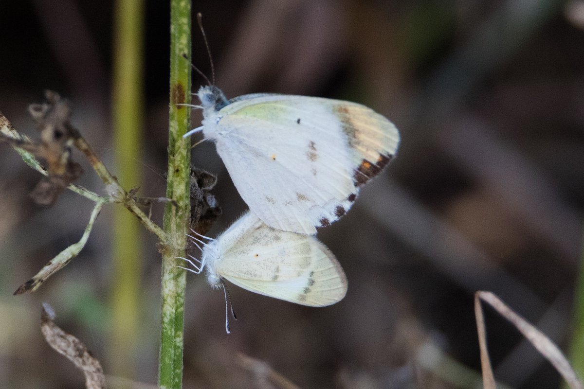 SalmanAhmedB's tweet image. Study show that national parks and their buffer areas  provide a diverse range of ecosystem services that benefit the surrounding lands.
These 4 are among 70 butterflies i have recorded from the buffer-zone of Kirthar National Park which now under #BahriaTown.
#SaveKirthar #Sindh