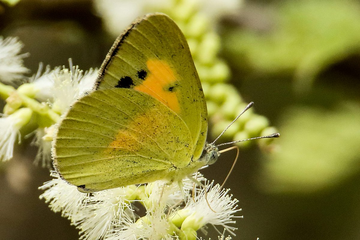 SalmanAhmedB's tweet image. Study show that national parks and their buffer areas  provide a diverse range of ecosystem services that benefit the surrounding lands.
These 4 are among 70 butterflies i have recorded from the buffer-zone of Kirthar National Park which now under #BahriaTown.
#SaveKirthar #Sindh