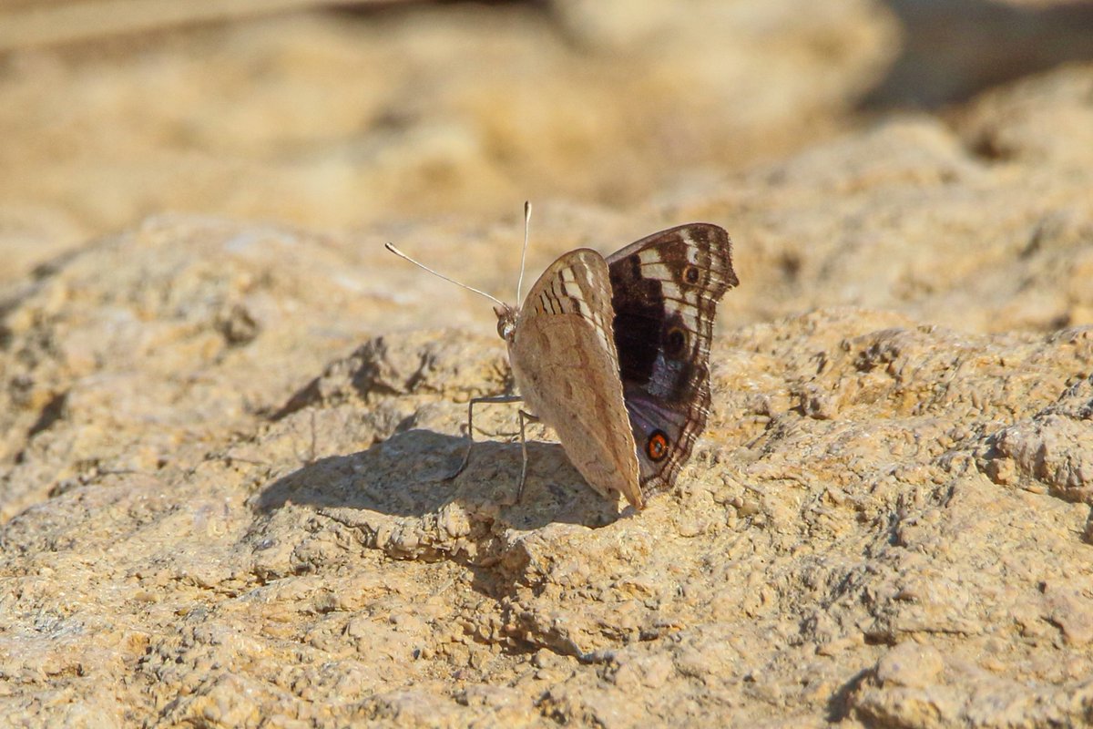 SalmanAhmedB's tweet image. Study show that national parks and their buffer areas  provide a diverse range of ecosystem services that benefit the surrounding lands.
These 4 are among 70 butterflies i have recorded from the buffer-zone of Kirthar National Park which now under #BahriaTown.
#SaveKirthar #Sindh