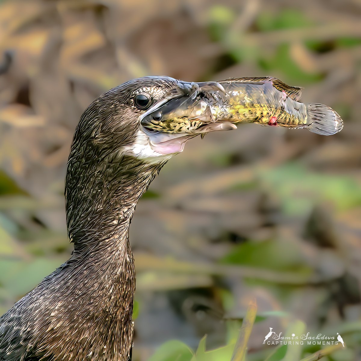 In the realm of nature, even the legendary Arjun - from our epic #Mahabharat - would have faced a test of precision! Could he have hit the fish’s eye without harming the Cormorant?
#wildlifephotography 
#TwitterNatureCommunity #wildlife
#BirdsOfTwitter #IndiAves #ThePhotoHour