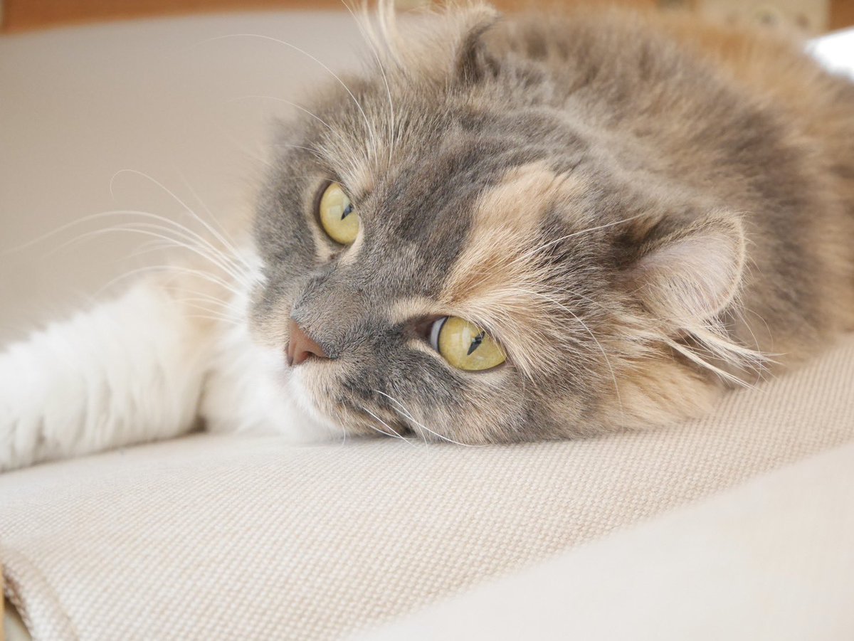 nico25sco's tweet photo. ココちゃん

#猫 #猫好きさんと繋がりたい https://t.co/juMfefdEqx