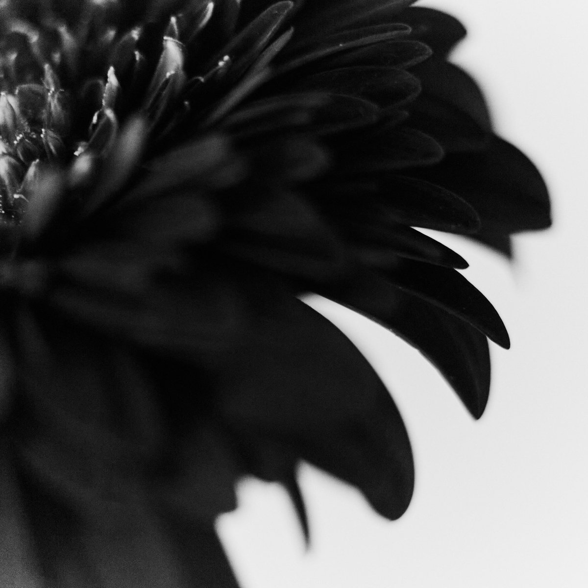 ToshihiroAchi's tweet photo. OUTLINE.
#PhotoOfTheDay #coregraphy #onedaystory #モノクロ写真 #花 https://t.co/9lfBZI2O9f