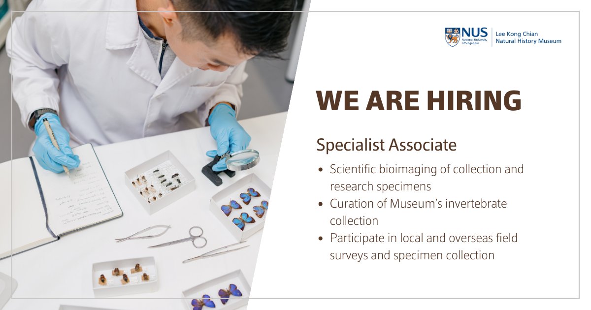 We're looking for a Specialist Associate to assist in specimen collection, curation and bioimaging! 🔗Learn more about the role or apply here: careers.nus.edu.sg/NUS/job/SCIENC… #LKCNHM #NatureSG #SGNature #SGBiodiversity #SGJob #JobSG