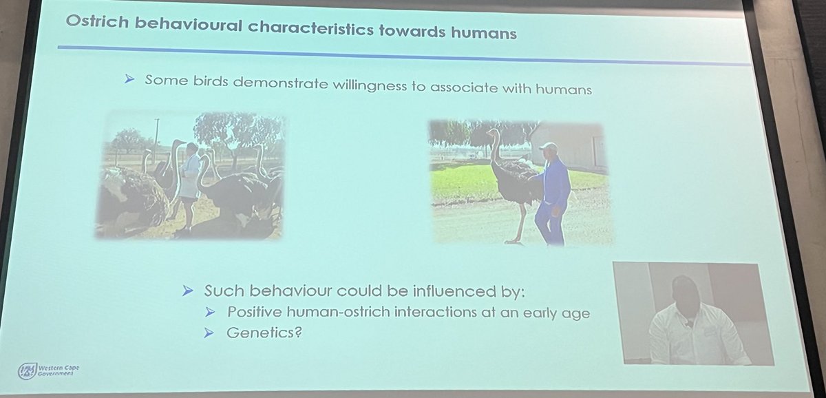 os_iyas's tweet photo. Amazing talk by @pfunzo_muvhali on ‘heritability and genetic correlations of ostrich behavioural responses towards humans’ at the ISAE South African workshop #ISAESA
@Mooikie @UPTuks @ProfCMDwyer @appliedethology @isaeawa https://t.co/0Kz38eRKvK