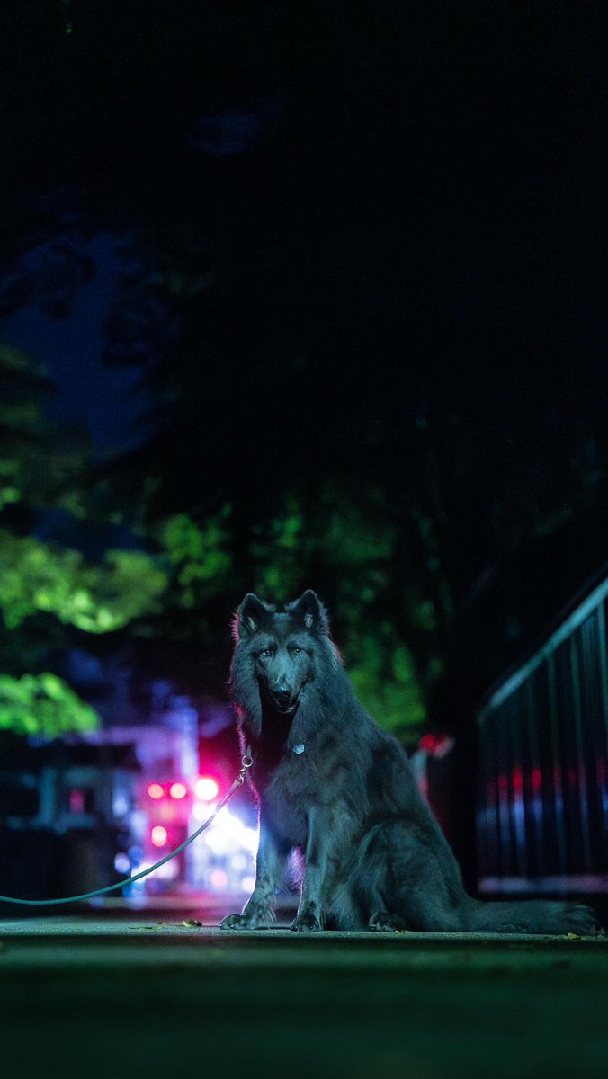 Lifewitheir's tweet photo. 念願のストリートスナップ🥹🫶
和×狼（犬）🐺🍂 https://t.co/8hdTfdbsLn