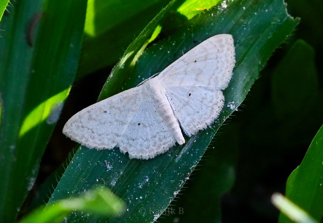 Wave moth (genus Scopula) seen in wetland habitat at Jhilmil Jheel reserve, for #TitliTuesday. 

#IndiAves #ThePhotoHour #channel169 #macrophotography #NikonCreators #nature #entomology #conservation #moths #biodiversity #wetlandwonders #saveindianforests #natgeoyourshot
