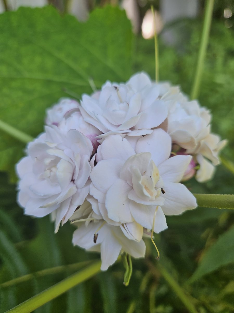 AlodiaOils's tweet image. Good morning,
Let&apos;s start the day with wonder of a smell reminiscent of Jasmine.
#alodia #spasignatures