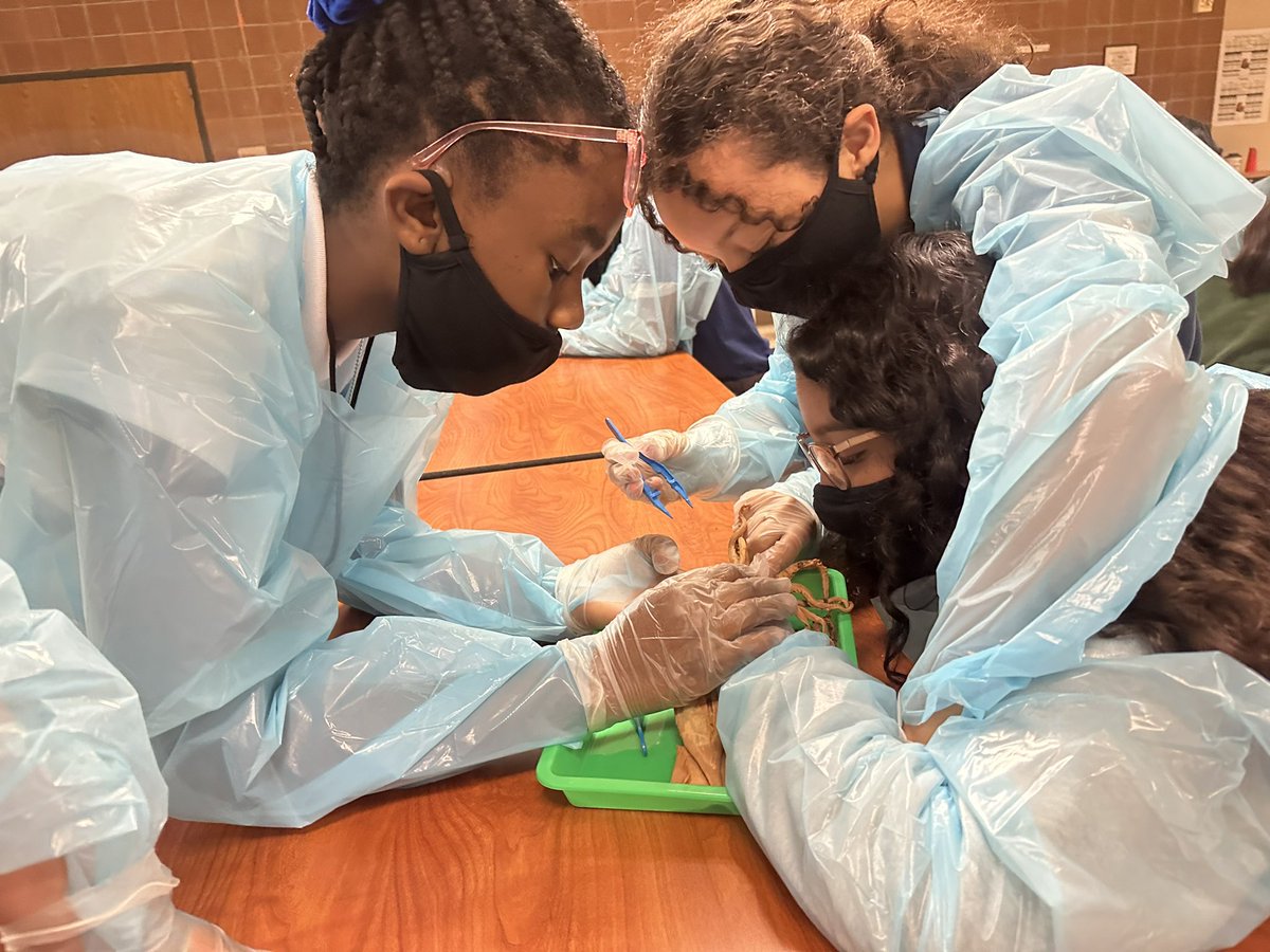 MsOnFire2Nspir3's tweet photo. It was dissection day for @AlbrightMS! What an amazing day of exploration! We have more careers to explore, get ready! Thank you, @ChiquitaEstavan and @FSAACADEMYGRIND for the opportunity to pour into our future! #OnFireToInspire #CodingWithATwist https://t.co/hnRSNzLT1R