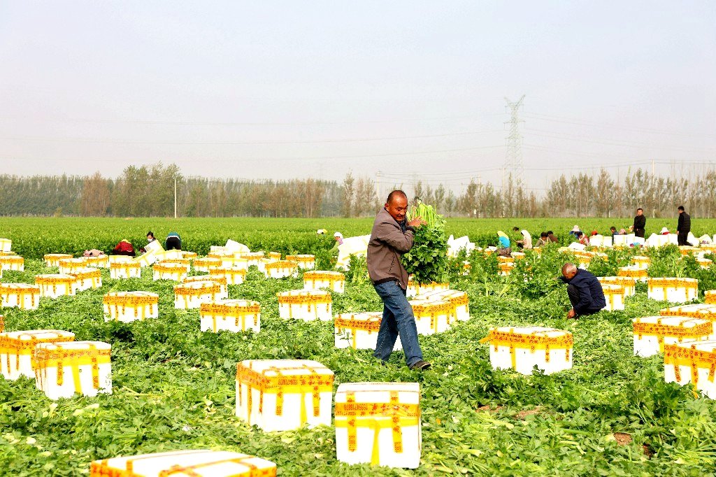 LiaochengD's tweet photo. In #Gaoling Village, Fengguantun Town, #Chiping District of #Liaocheng, the 600-mu celery field is now reaping the harvest. Busy peasants are diligently harvesting and loading their bountiful produce. (Photos by Ma Hongkun, Cao Na) https://t.co/1iStuHpOpb