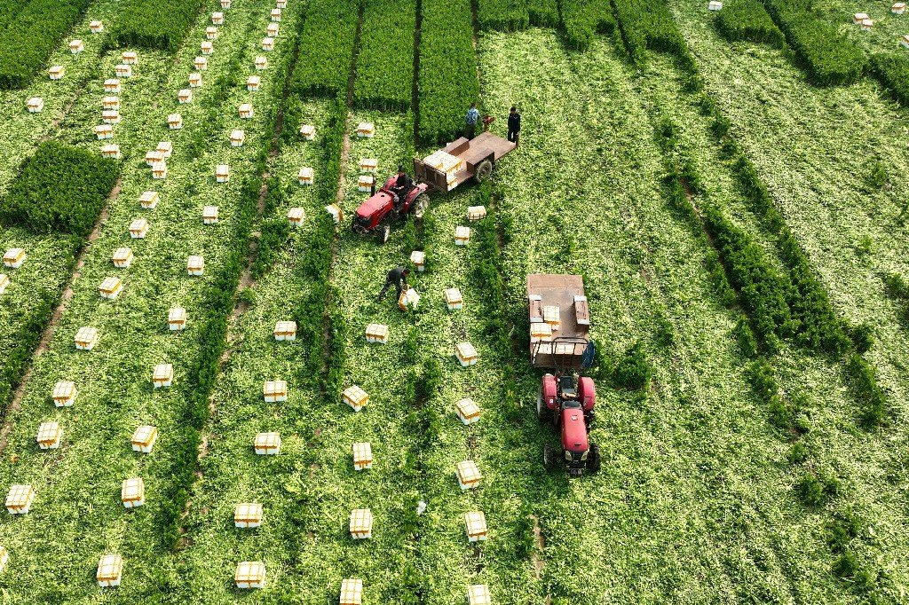 LiaochengD's tweet photo. In #Gaoling Village, Fengguantun Town, #Chiping District of #Liaocheng, the 600-mu celery field is now reaping the harvest. Busy peasants are diligently harvesting and loading their bountiful produce. (Photos by Ma Hongkun, Cao Na) https://t.co/1iStuHpOpb