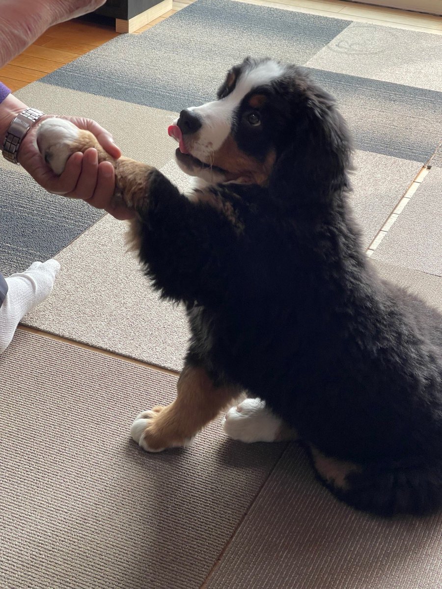🐶「ウマウマ100個…OK、商談成立だ」 #バーニーズマウンテンドッグ
