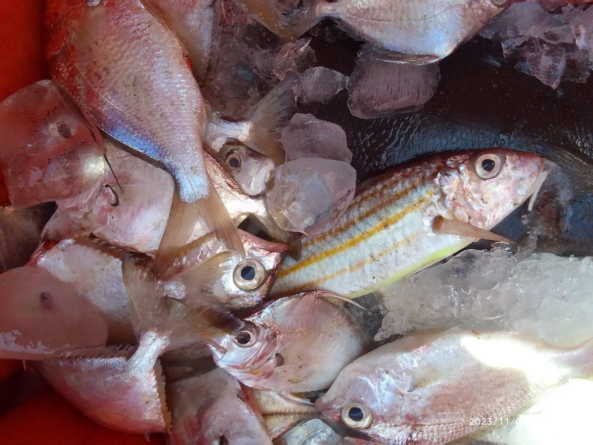EtangoSandra's tweet photo. Selasa (07/11), Sandra Etango, Luhkan Kab. Boalemo, di Pelaku Utama (Bustamin Pulu), Ds.Tapadaa, melaporkan tangkapan Ikan Demersal, dengan alat tangkap gillnet, 06-07/11/2023 sebanyak 20kg, harga jual 35.000 - 50.000/Kg
#GiatLuhkanSatminkalBitung
#LuhkanBoalemo
#Tangkap https://t.co/AIE9zVyTQX