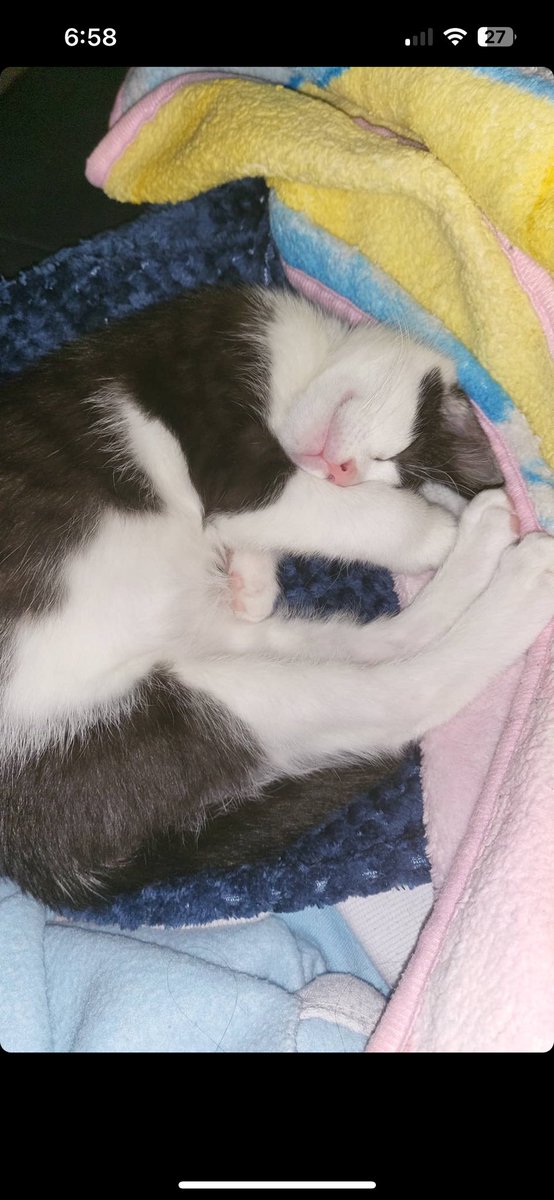 yourcolorviolet's tweet photo. NO ONE HAS EVER BEEN MORE COMFORTABLE THAN HER https://t.co/cfZZ2TvKqI
