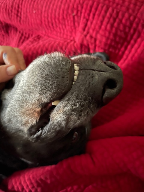 Our dog Butch almost died yestrday after he ate a bite of poop w/meth. He was speeding out of his mind