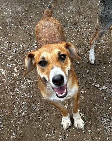 Junghündin Silia:verkuschelt &amp; verspielt (Hund) dlvr.it/SyTk53