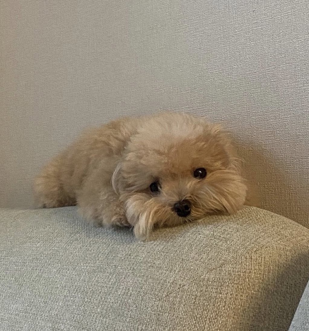 หงุงงงง🐶