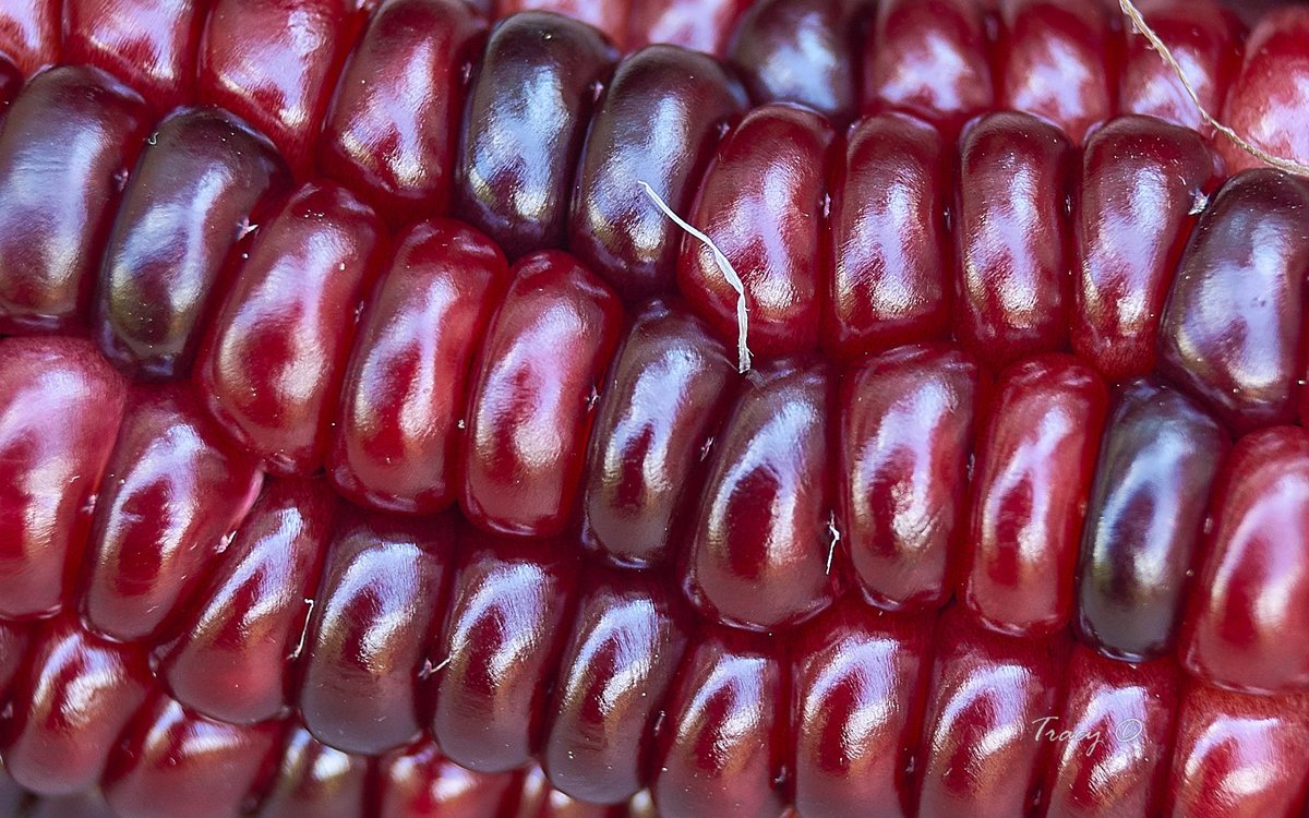 Coffeebeaned1's tweet image. Happy November!
Indian Corn or should it be Native American Corn?

#IndianCorn #redCorn