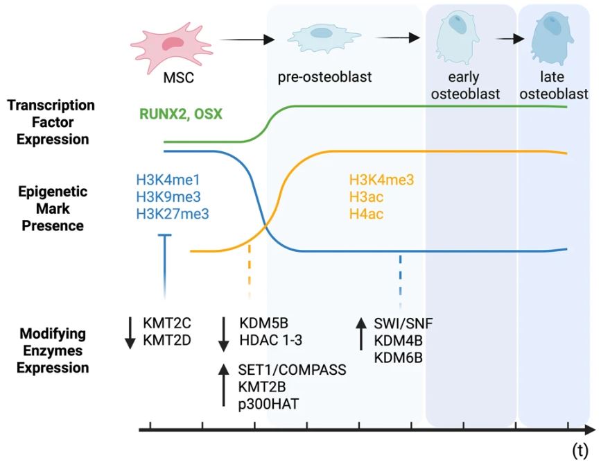 Dig into the role of 🧬 #epigenetic machinery in fate decision and functional properties of MSCs!

📖 The authors summarize the current understanding of the role of epigenetic control of MSC differentiation and immunomodulatory properties.

<a href="/cddpress/">CDD press</a> | bitly.ws/ZBwY