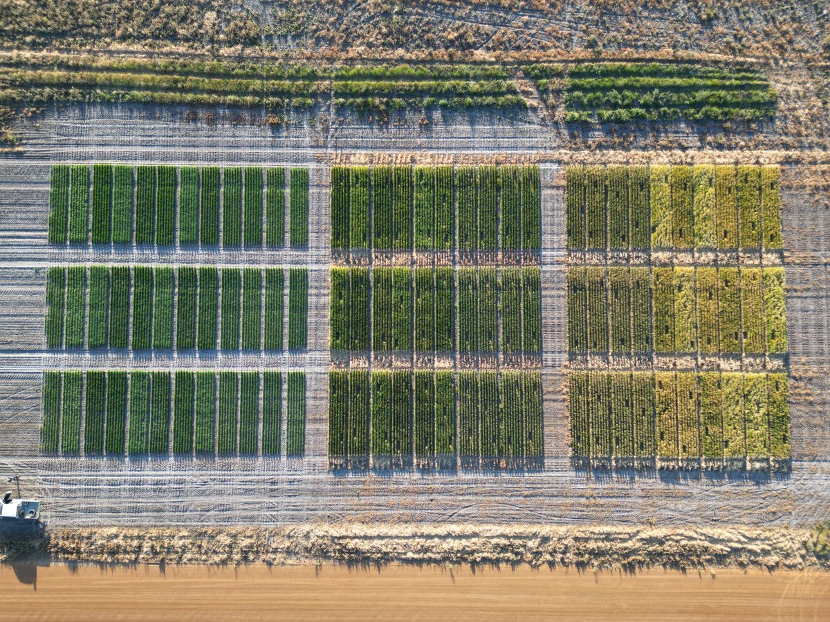 We're expecting interesting data from our Condingup <a href="/theGRDC/">GRDC</a> late cereal sowing trial 🌾
Time of sowing 1 (25th July)
Time of sowing 2 (17th August)
Time of sowing 3 (19th September)