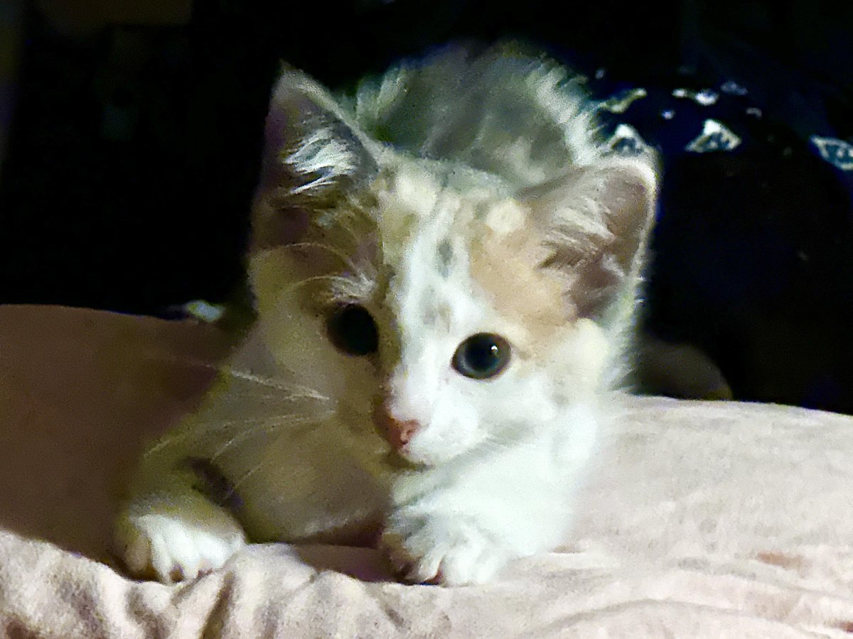 Sweetest, newest baby 🤍🐈 #CatsOfTwitter *Jack*
