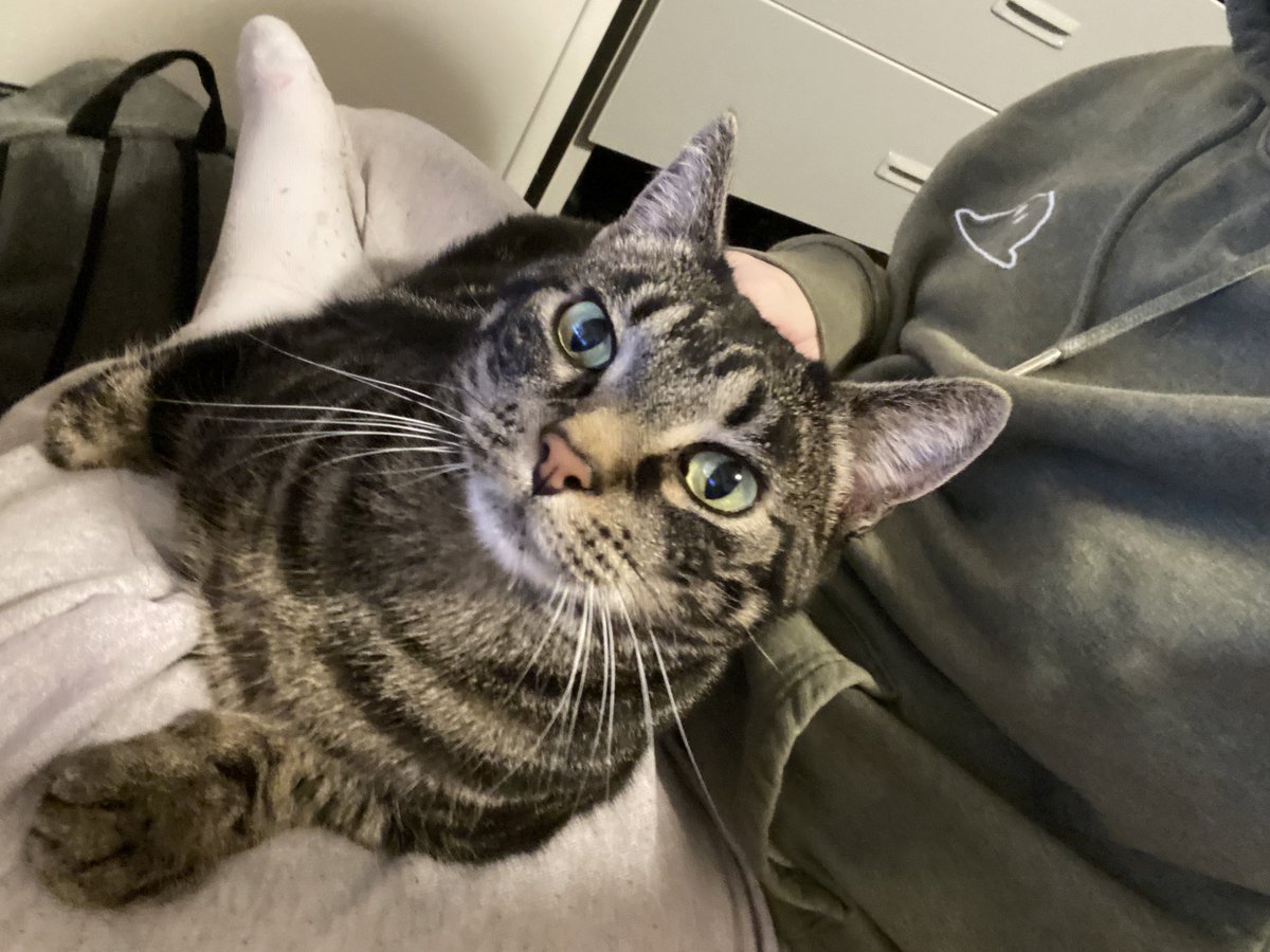 ozxy_'s tweet photo. i love my cat https://t.co/jsz7YyuU33
