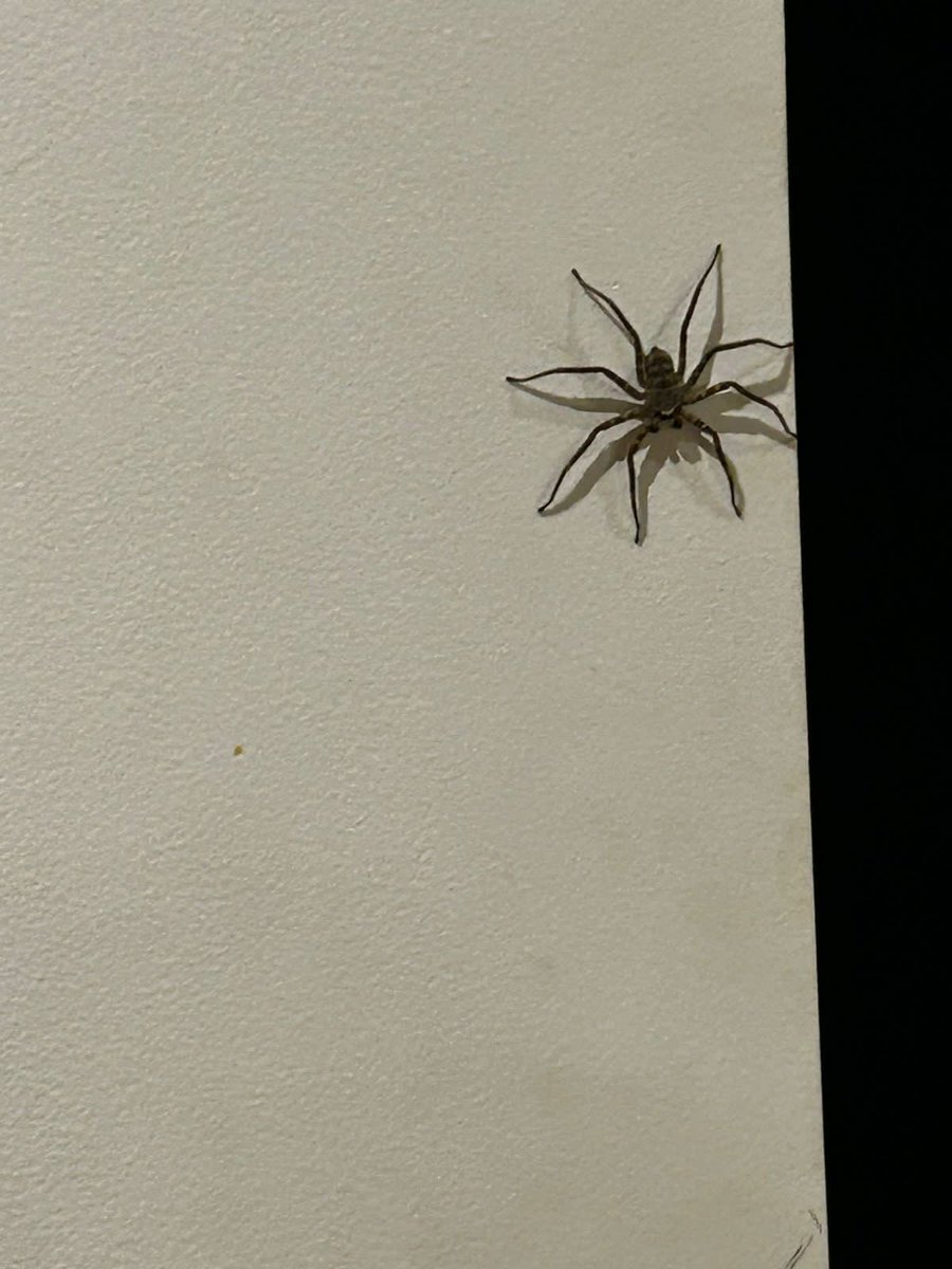 patrickralphs's tweet photo. @Arachno_Cosas nos podrías ayudar a identificar a esta amiga? La encontramos en Tlalpan Ciudad de México. Medía unos 7 cms o más https://t.co/1efr821fZq