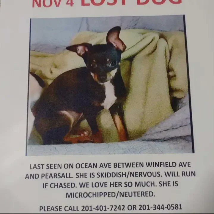 NellENel's tweet photo. Sweet Hera is lost in Greenville and her family is desperate to find her! Please keep an eye out. She keeps moving, so please keep an eye out in surrounding areas too, including Columbia Park, Liberty State Park, etc.
#JerseyCity #Greenville #LostDogAlert https://t.co/NRq1GjNAYO