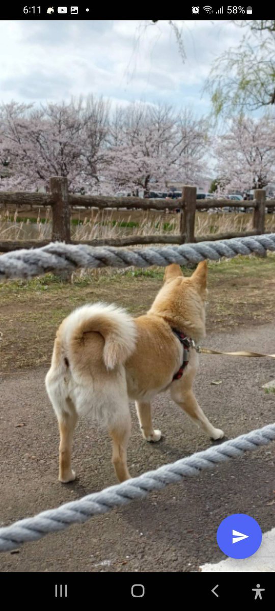 chi08011231's tweet photo. #茨城県石岡市　#かすみがうら市　#迷子犬　#迷子　#犬　#探しています　#ベージュ犬　#薄茶犬　見かけた方いませんか？ https://t.co/uDsj0a74m5