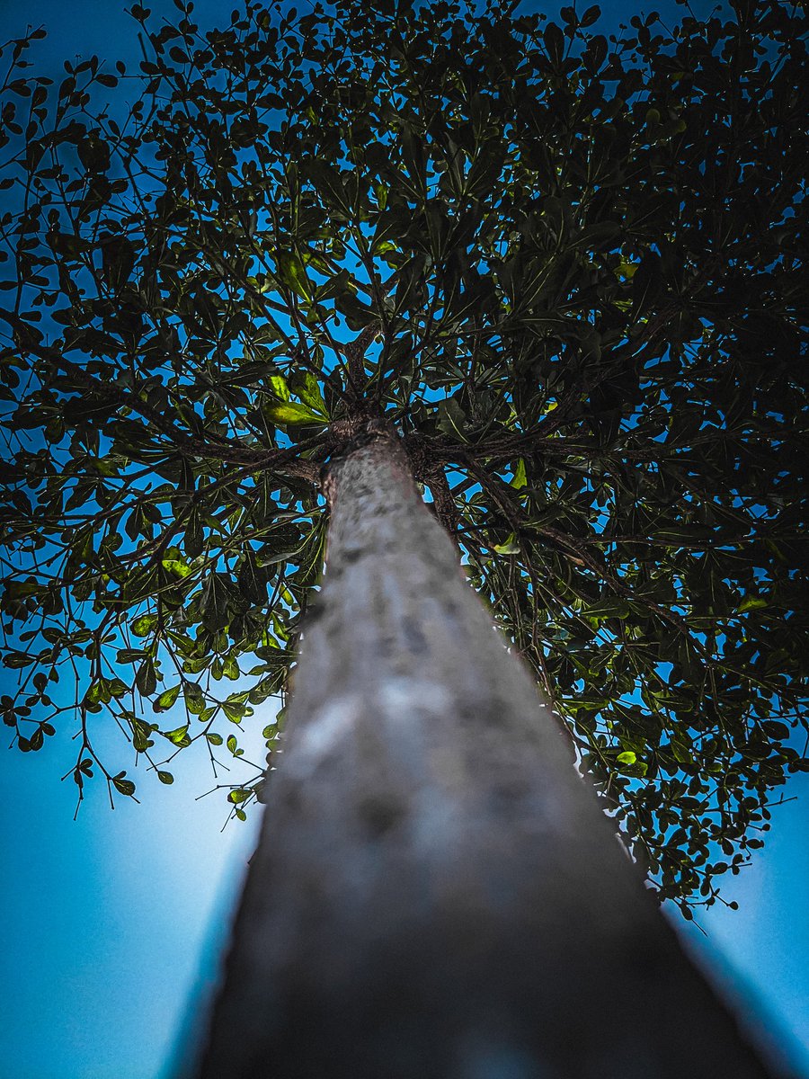 A society grows great when old men plant trees whose shade they know they shall never sit in.❤️✌️
.
#naturephotography📷 #ournaturedays #naturepolis #lensloves_nature #naturejewelry #naturetravel #9vaga_naturemiracles9 #nature_or_nothing #nature_brilliance_flowers #travel #nature