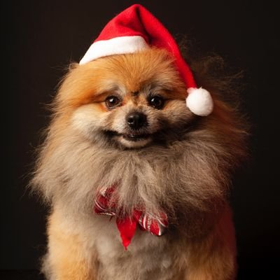 dayanna torres tweet media