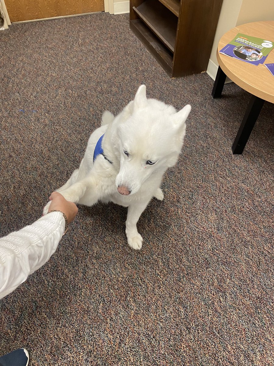 OPS Middle College (@opsunomiddle) on Twitter photo Welcome to <a href="/OPSUNOMIDDLE/">OPS Middle College</a> Indie! Indie is a trained Love on a Leash Therapy Dog and he will be with us on Mondays and Wednesdays with our new substitute counselor, Dr. Muskin💙🦮🐾 Welcome to <a href="/OPSUNOMIDDLE/">OPS Middle College</a> Indie! Indie is a trained Love on a Leash Therapy Dog and he will be with us on Mondays and Wednesdays with our new substitute counselor, Dr. Muskin💙🦮🐾