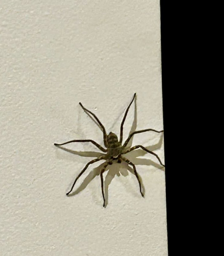 patrickralphs's tweet photo. Otro ángulo @Arachno_Cosas https://t.co/JfMErwYcjI