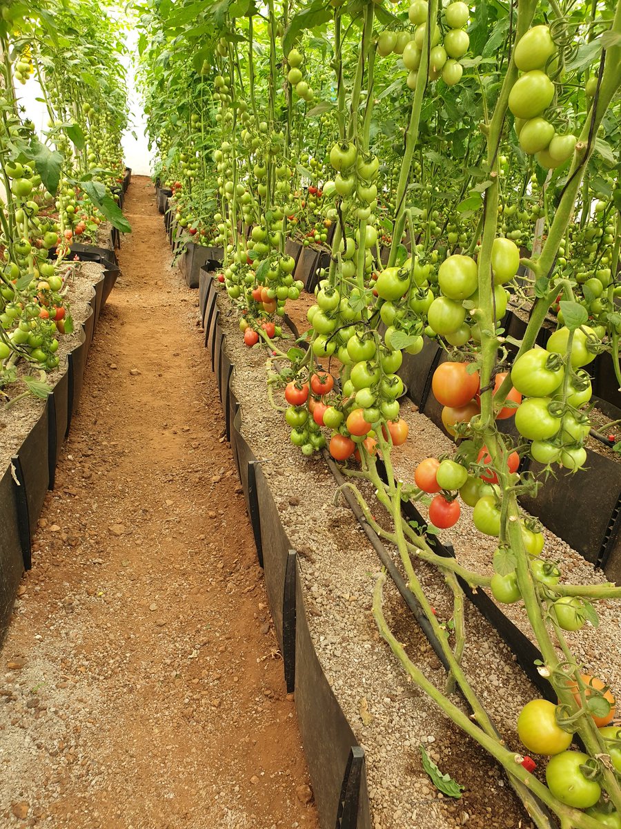VerticalFarmKe's tweet photo. Looking to get into commercial farming?
Reach out to us and we will tailor make solutions suited to your environment and market for maximum returns.
#Hydroponics
#Kenya https://t.co/mZanL4Kgiz