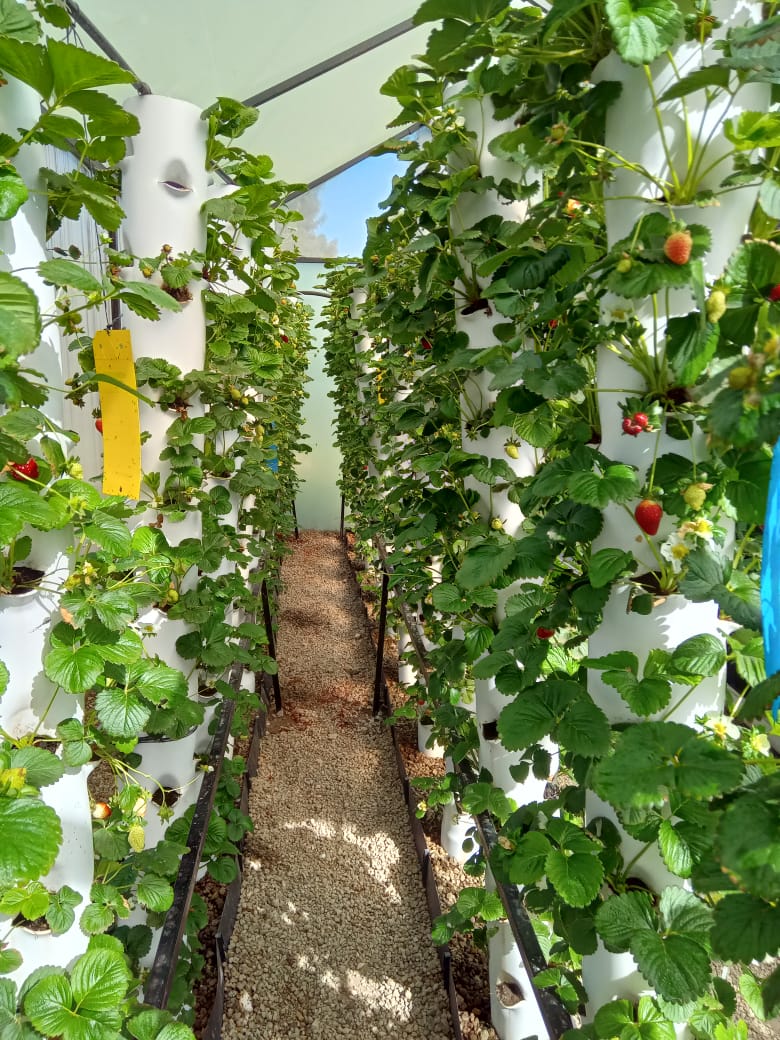 VerticalFarmKe's tweet photo. Looking to get into commercial farming?
Reach out to us and we will tailor make solutions suited to your environment and market for maximum returns.
#Hydroponics
#Kenya https://t.co/mZanL4Kgiz