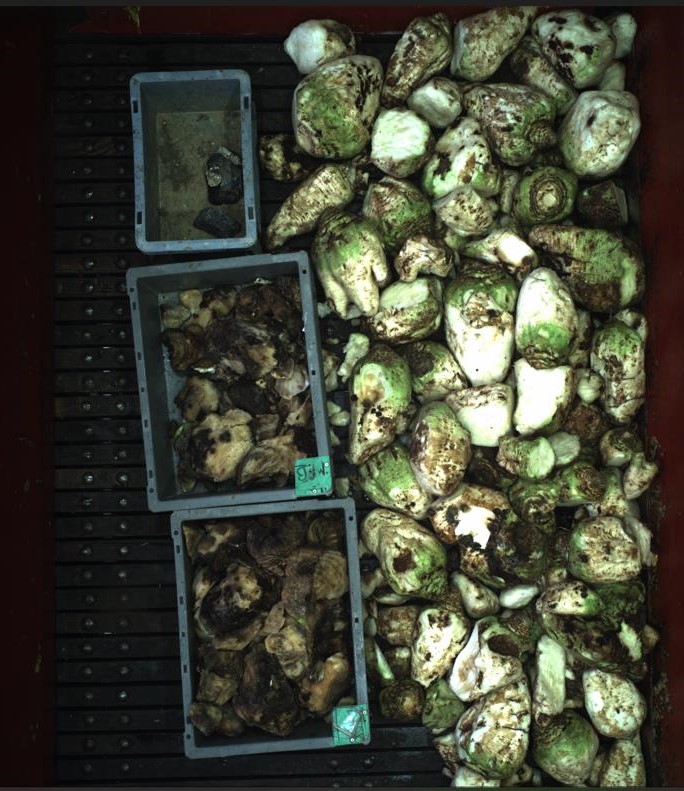 Afin de vérifier une cause de pourriture des racines, il est préférable de nous appeler lors de l'arrachage ou avant l'enlèvement. Une foi les <a href="/_MissBetter/">Miss Better</a> lavées, il est beaucoup plus délicat d'apporter un jugement sans doute ! <a href="/ITBetterave/">ITB - Institut Technique de la Betterave</a>