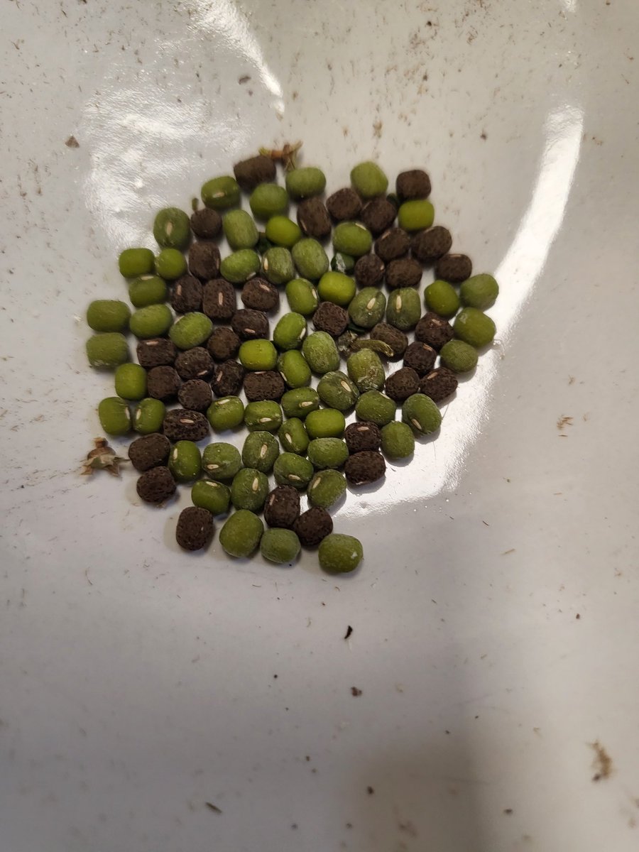 Mungbean x wild mungbean - F3:4 seeds #mungbean