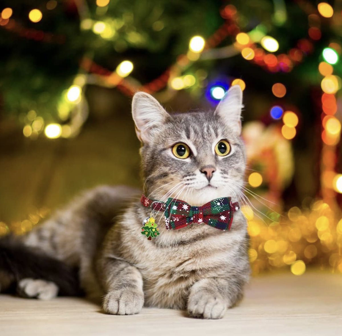 nekopty07's tweet photo. Se acerca navidad, y tus nekos lo saben😍. Tenemos collares disponibles por pedido, no te dejes a tu neko sin el suyo!✨
#Navidad  #2023AAA #gato #neko #miaw #collares https://t.co/lfjozMpiAC