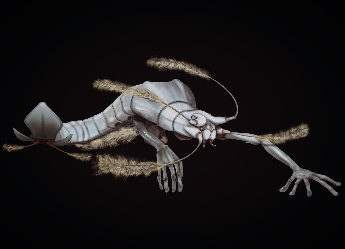 Dinocaridida anthropocheira

Better known as the “Abyssal Copepod”