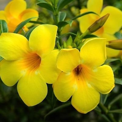 JOUBERTHB's tweet image. Stock market crashes can be triggered by financial crises.