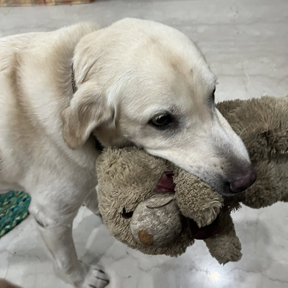 dramatickles's tweet photo. animals with their favourite toy my favourite genre of photos this is benji and his bear/pillow tubby https://t.co/gvaozkH4ZN