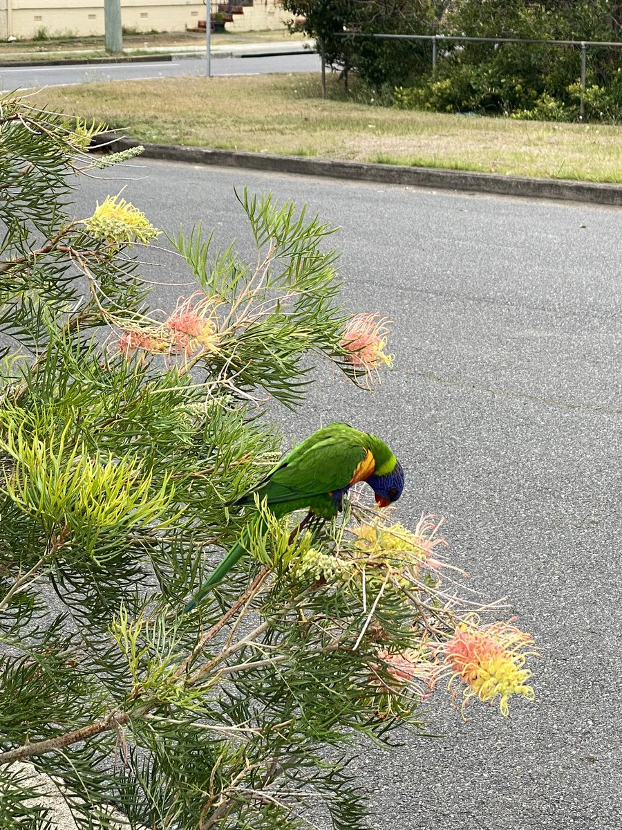 Whoop whoop! It’s my lucky day!! Managed to snap pics of rainbow lorikeets with cellphone camera too, that close. Beautiful colours!
They’re forever swooping over in a flash to get to their next spot or sitting high up in the trees, so this was a lucky moment. #BirdsSeenIn2023