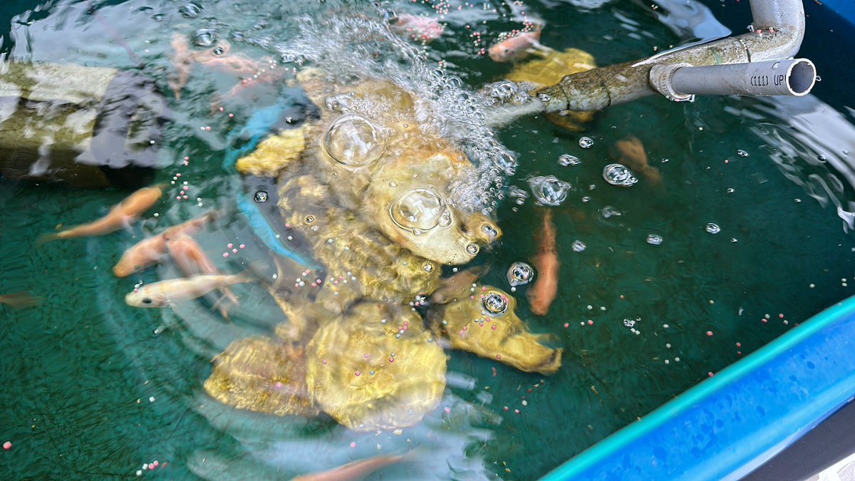 Aquaponic system

#aquaponics #aquaponicsystem #鱼菜共生 #pertanian #peladang