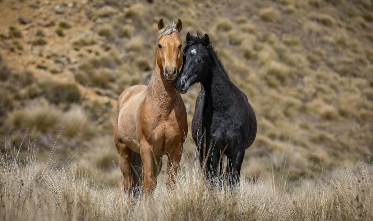 NatalieEventing's tweet photo. Disgusted that @PennySharpemlc claims she is doing the right thing by the cruel slaughtering our heritage brumbies. At least find an alternative way including being able to capture and re train these horses. This was banned many years ago so now we have a so called problem 😡 https://t.co/GYxD3dSgSQ