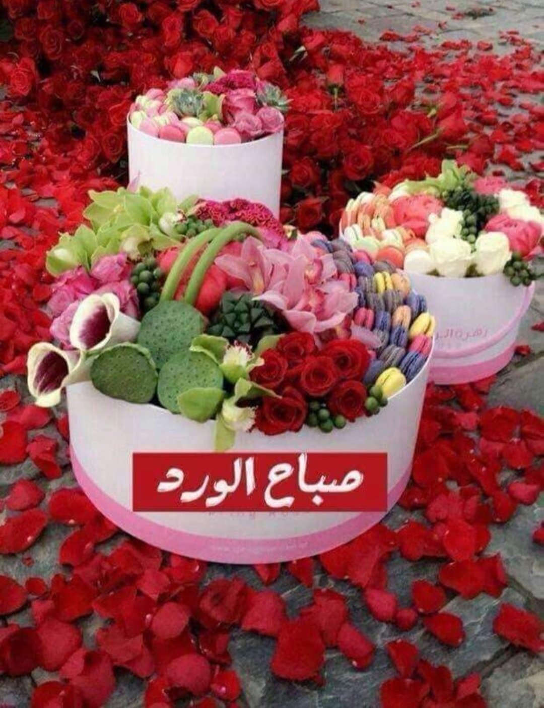 fresh morning blooms