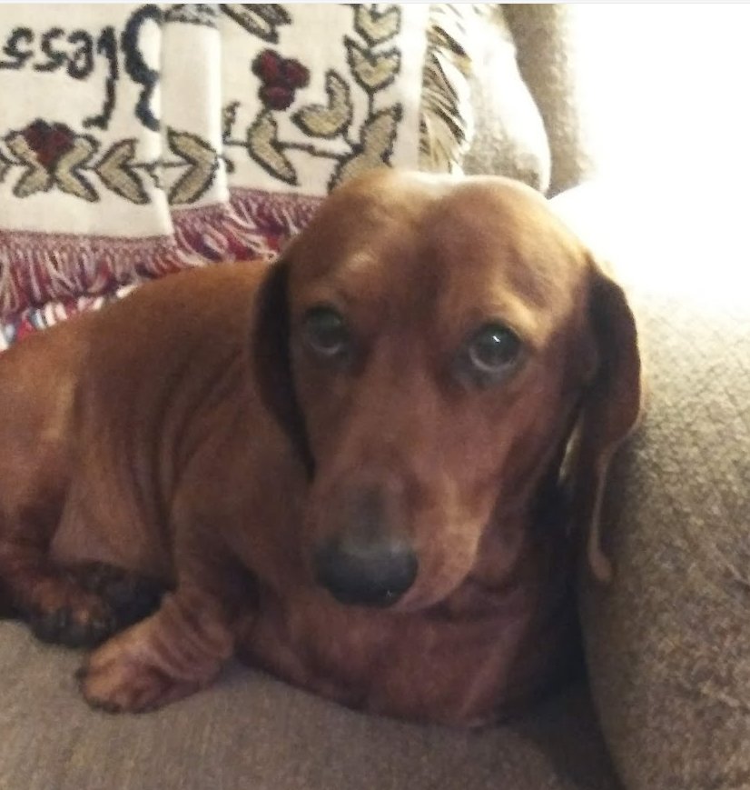 Maple 🐕 🎹 🎸 💙 tweet media